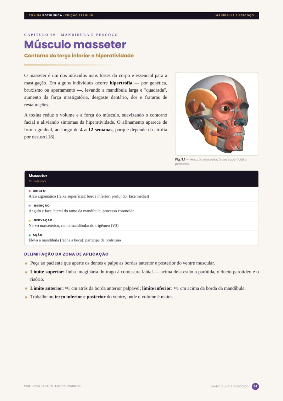 Masseter